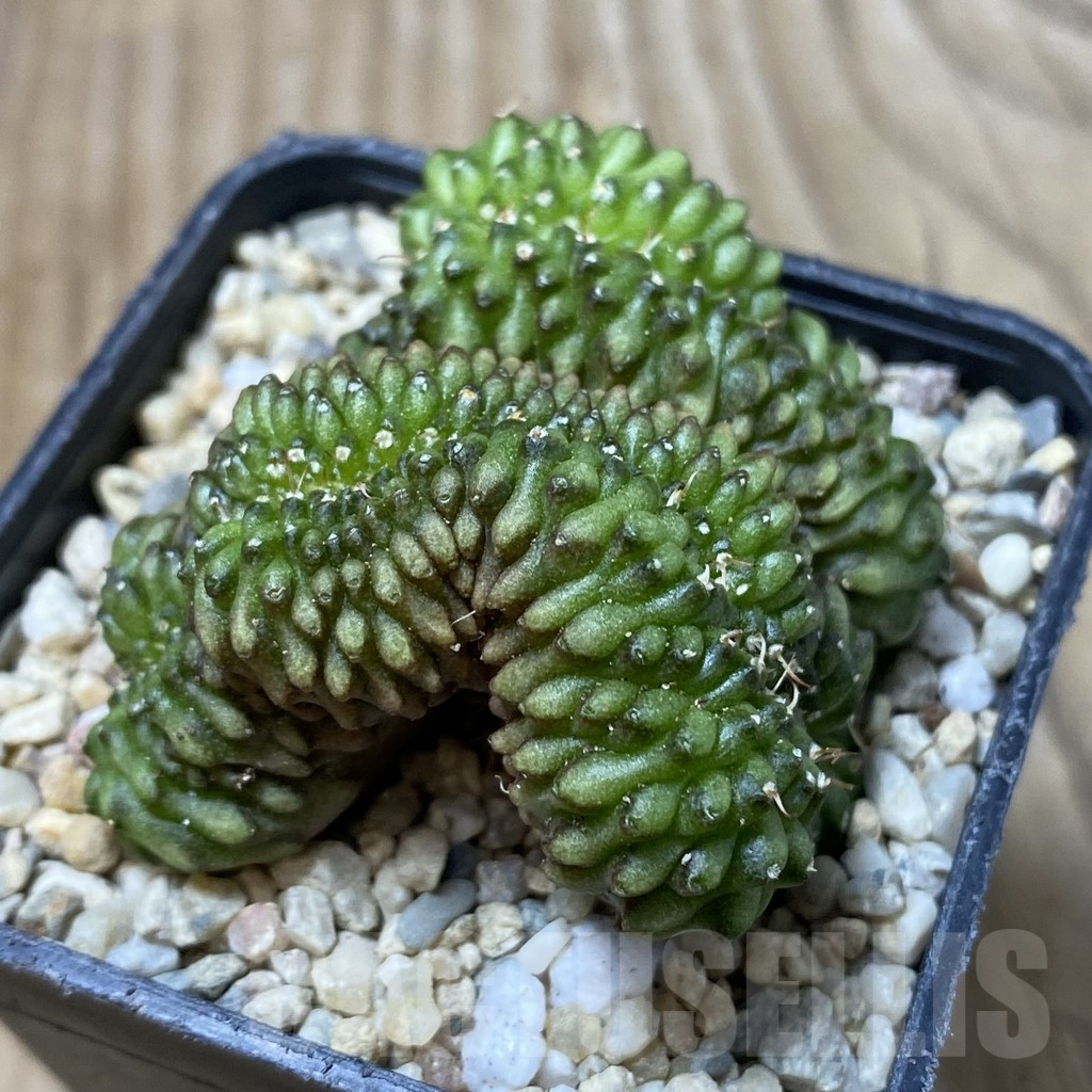 SHPR35549 Gymnocalycium mihanovichii ‘inermis’ f. cristata - Image 2