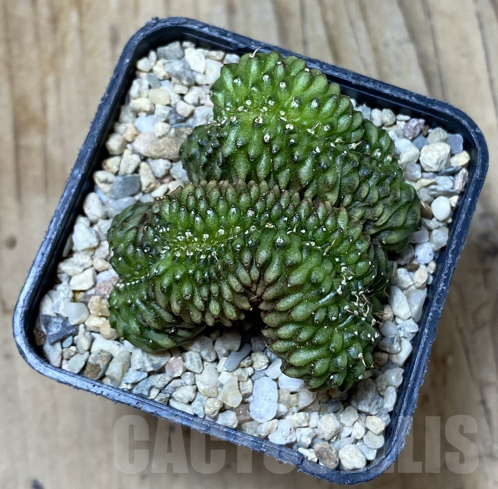 SHPR35549 Gymnocalycium mihanovichii ‘inermis’ f. cristata - Image 3