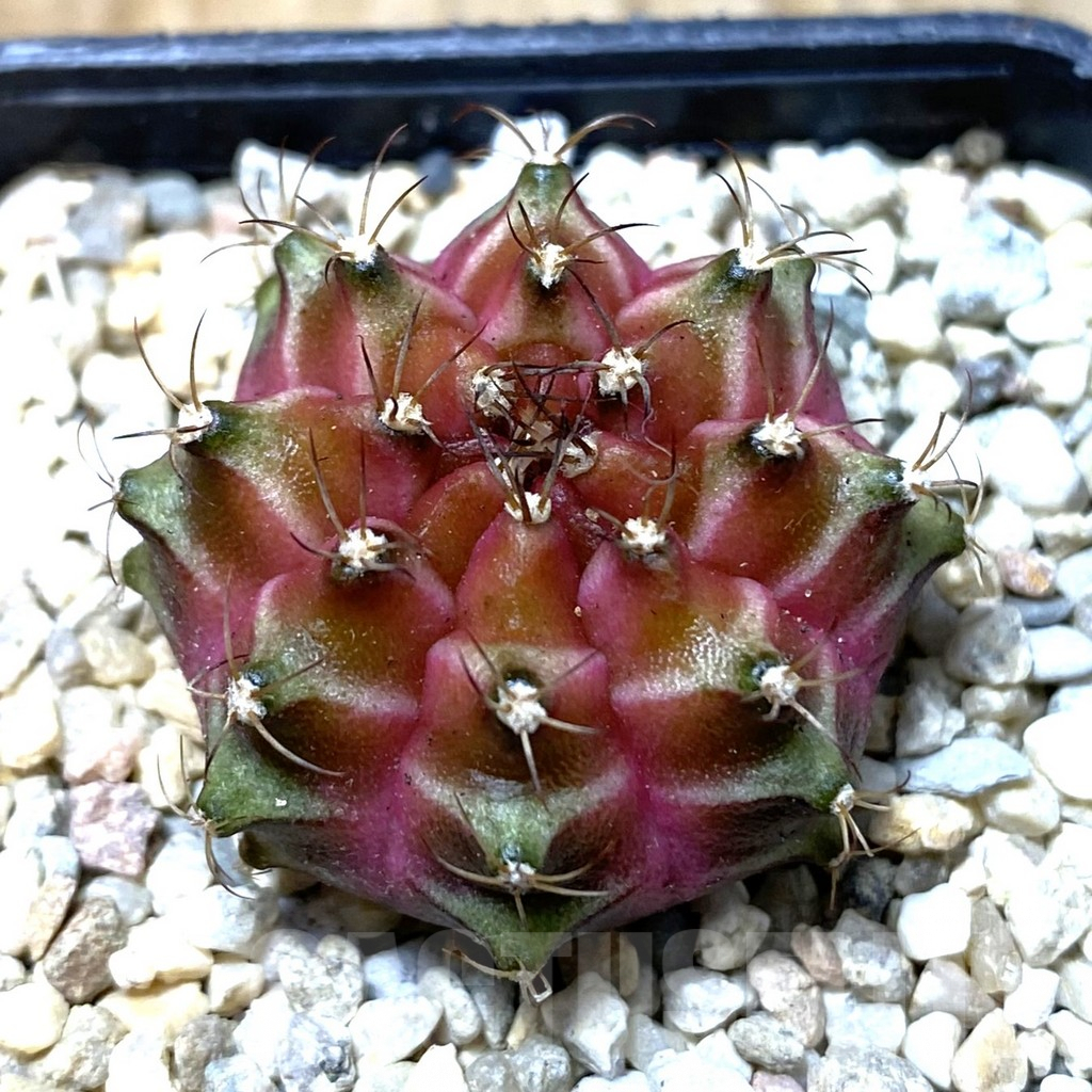 SHPR35550 Gymnocalycium mihanovichii ‘Neon’ hybrid