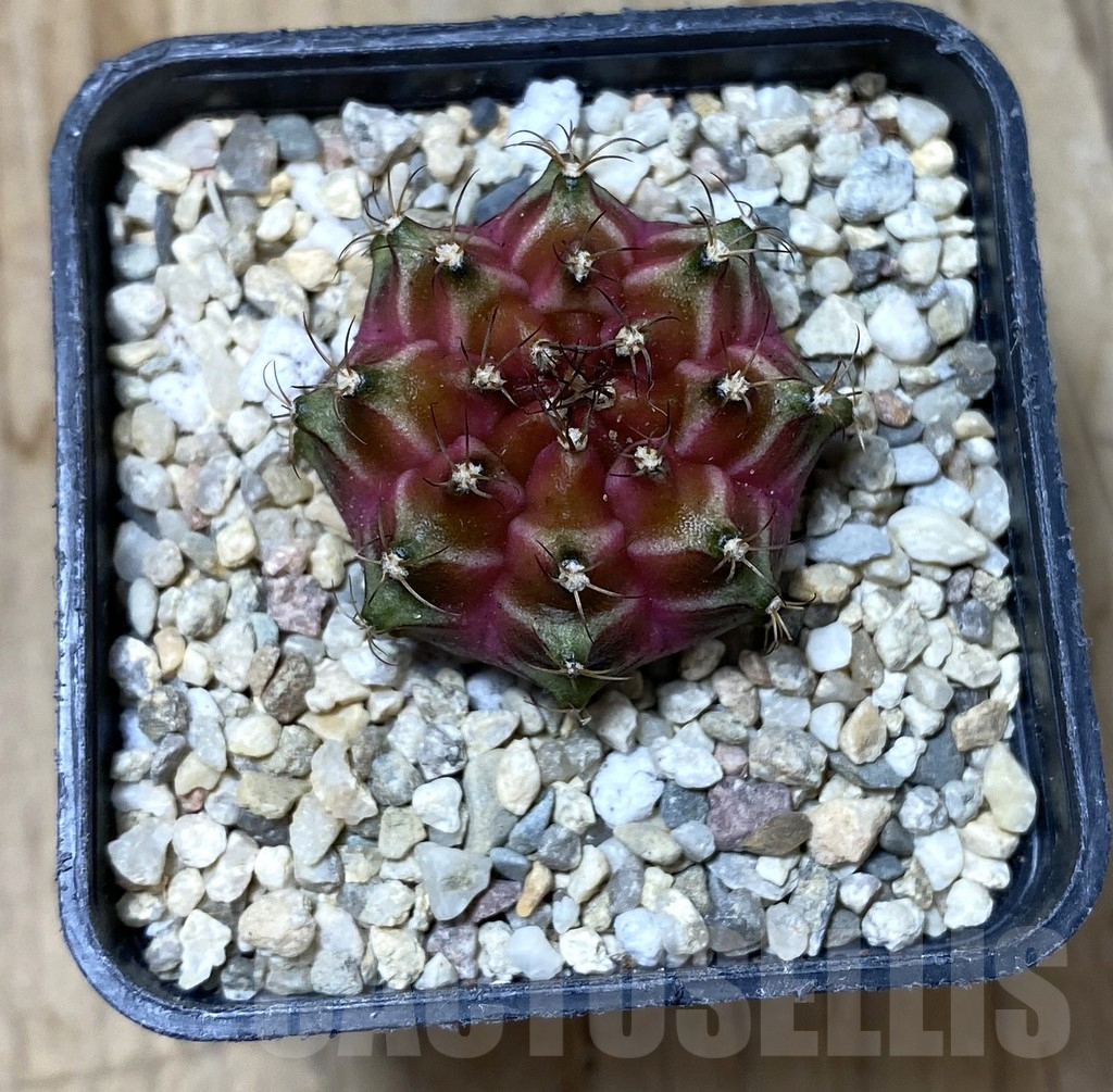 SHPR35550 Gymnocalycium mihanovichii ‘Neon’ hybrid - Зображення 2