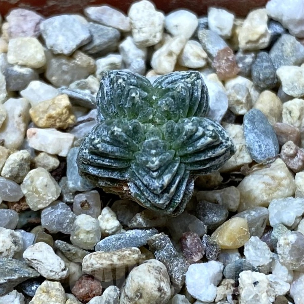 SHPR35493 Aztekium valdezii VM 1040, own roots