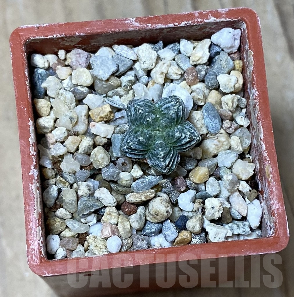 SHPR35493 Aztekium valdezii VM 1040, own roots - Зображення 2