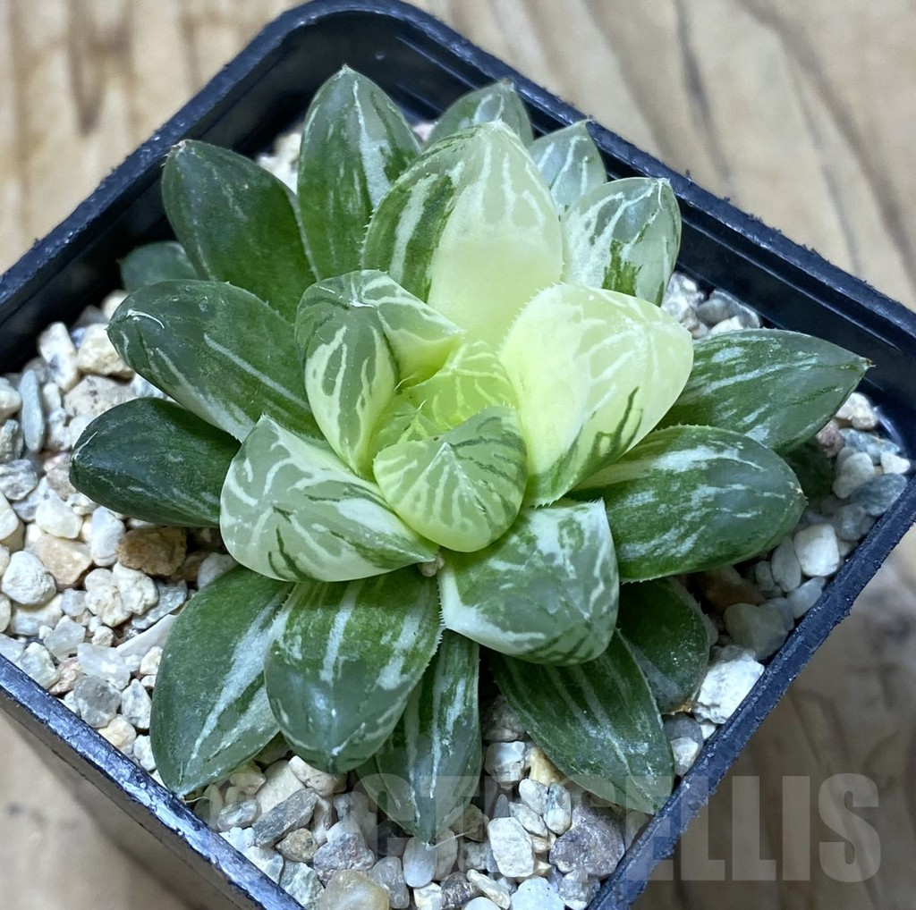 SHPR35494 Haworthia obtusa ‘Marin’ f. variegata, Large Leaf
