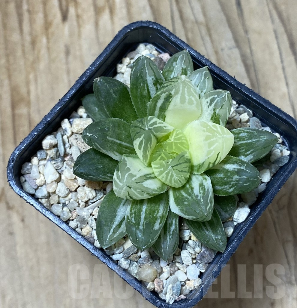 SHPR35494 Haworthia obtusa ‘Marin’ f. variegata, Large Leaf - Зображення 2