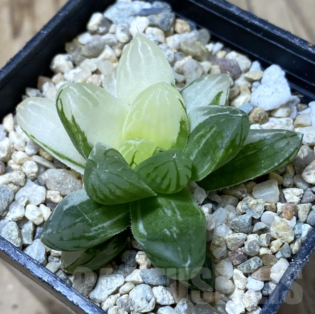 SHPR35495 Haworthia obtusa ‘Marin’ f. variegata