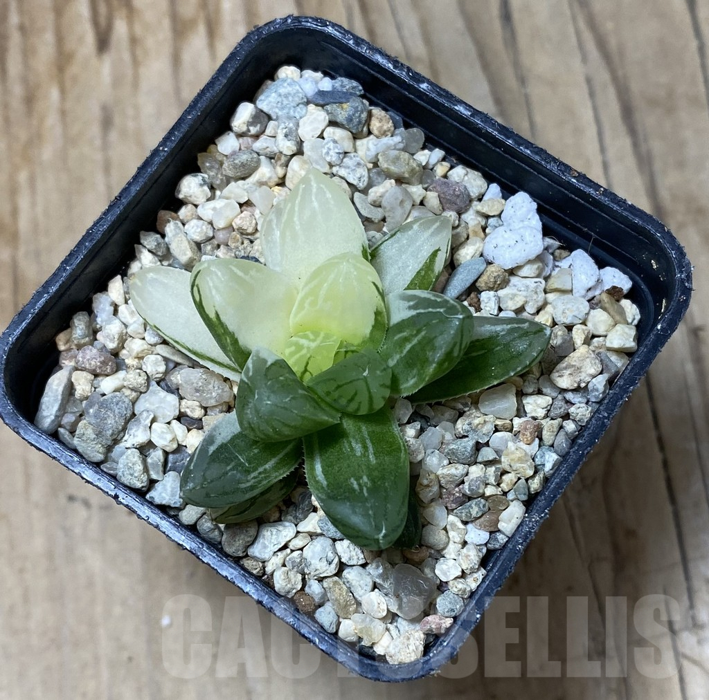 SHPR35495 Haworthia obtusa ‘Marin’ f. variegata - Зображення 2
