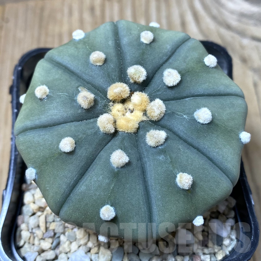 SHPR35496 Astrophytum asterias ‘Shinshowa’