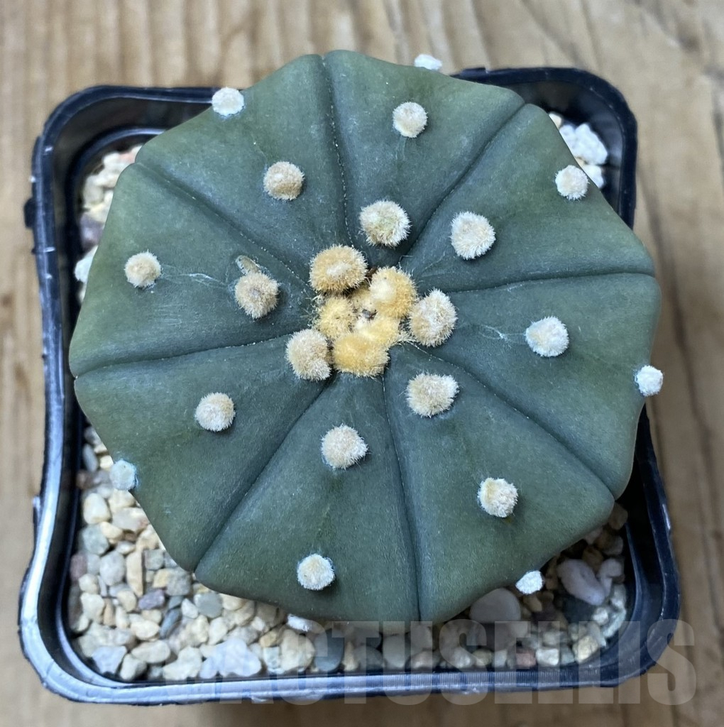 SHPR35496 Astrophytum asterias ‘Shinshowa’ – Bild 2