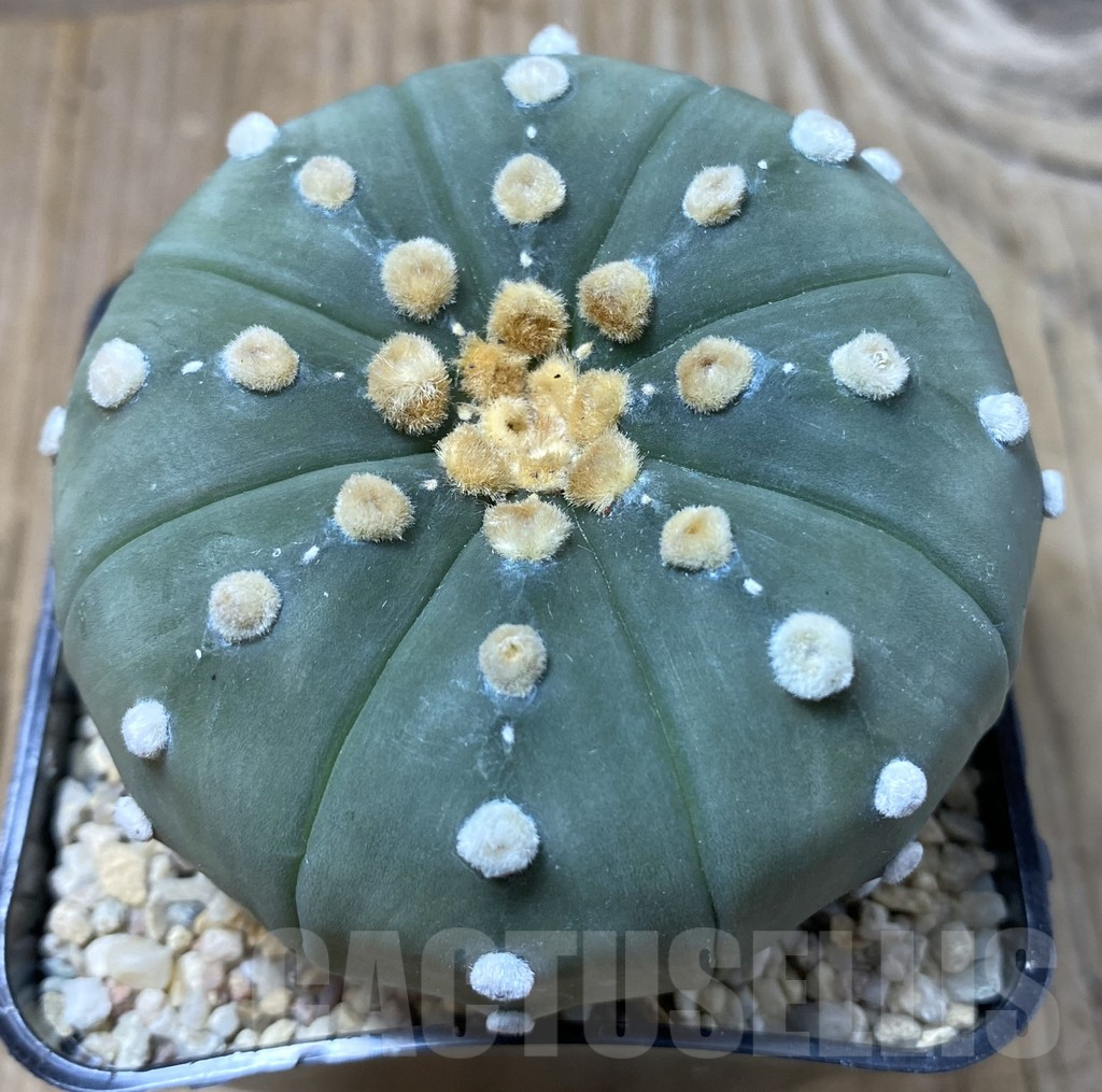 SHPR35497 Astrophytum asterias ‘Shinshowa’