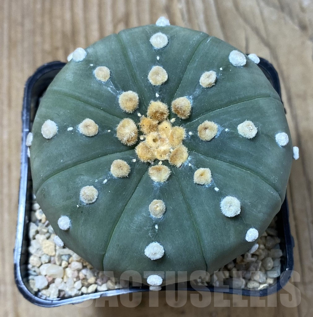 SHPR35497 Astrophytum asterias ‘Shinshowa’ – Bild 2