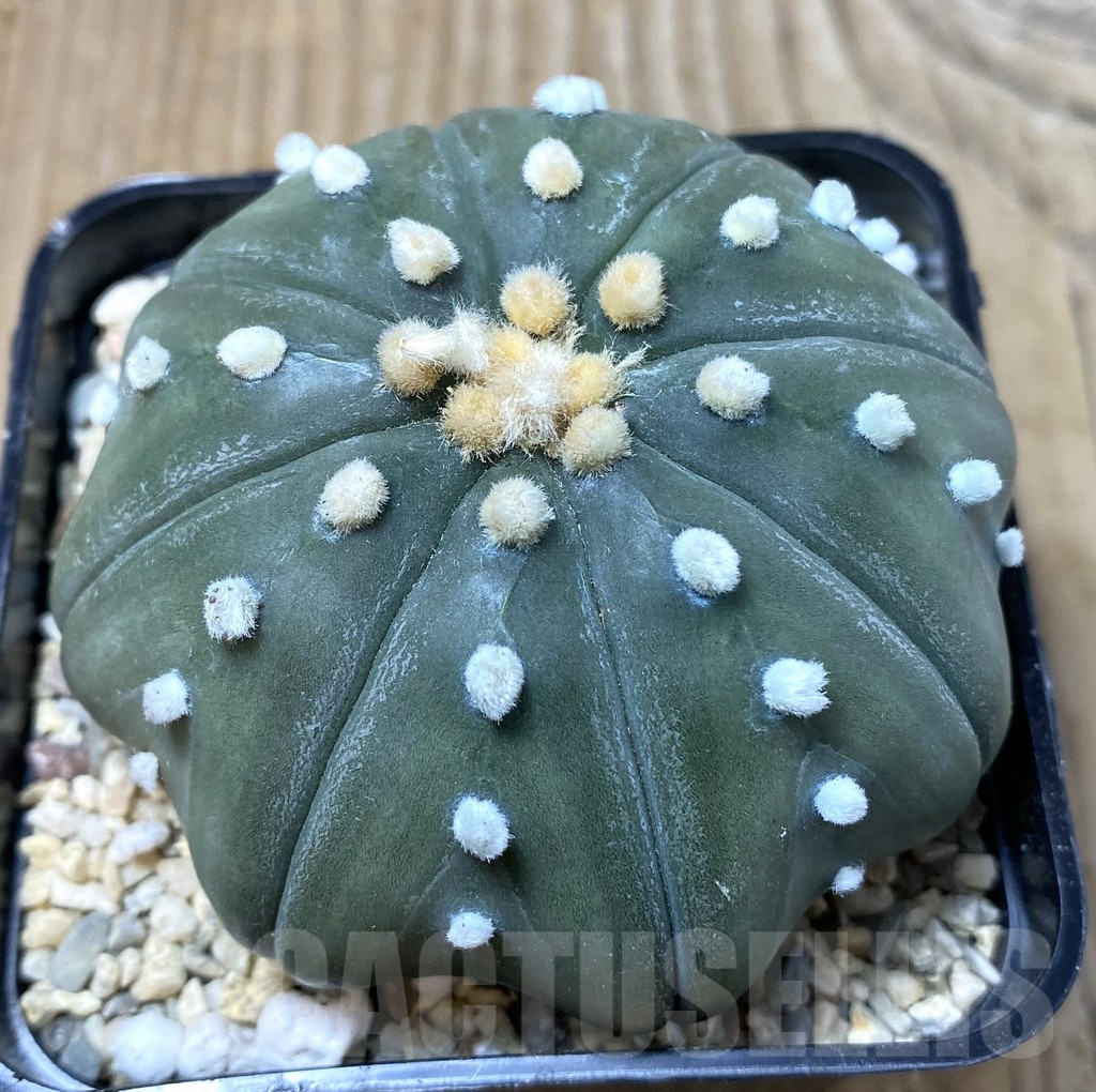 SHPR35498 Astrophytum asterias ‘Shinshowa’ - Imagen 2