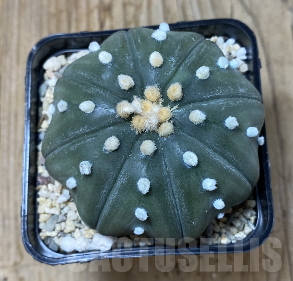 SHPR35498 Astrophytum asterias ‘Shinshowa’ - Imagen 3