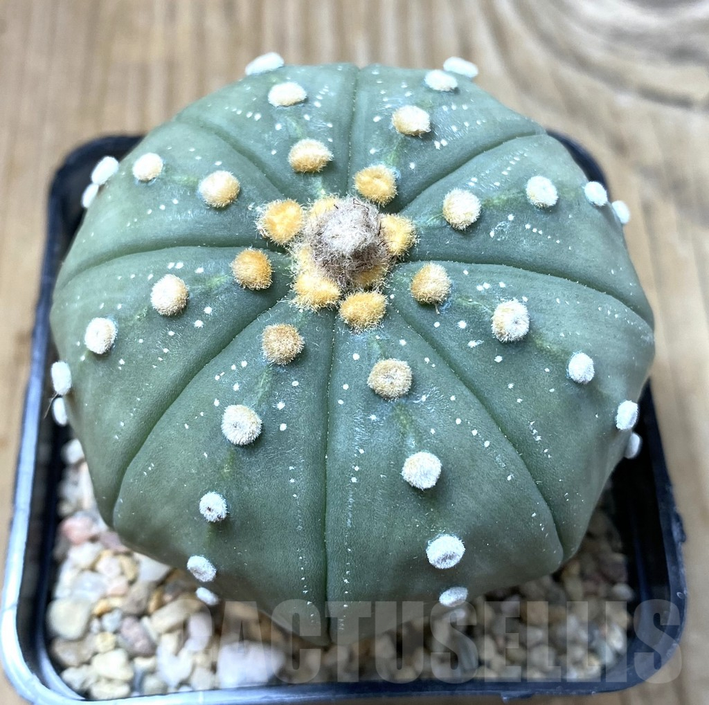 SHPR35499 Astrophytum asterias ‘Shinshowa’