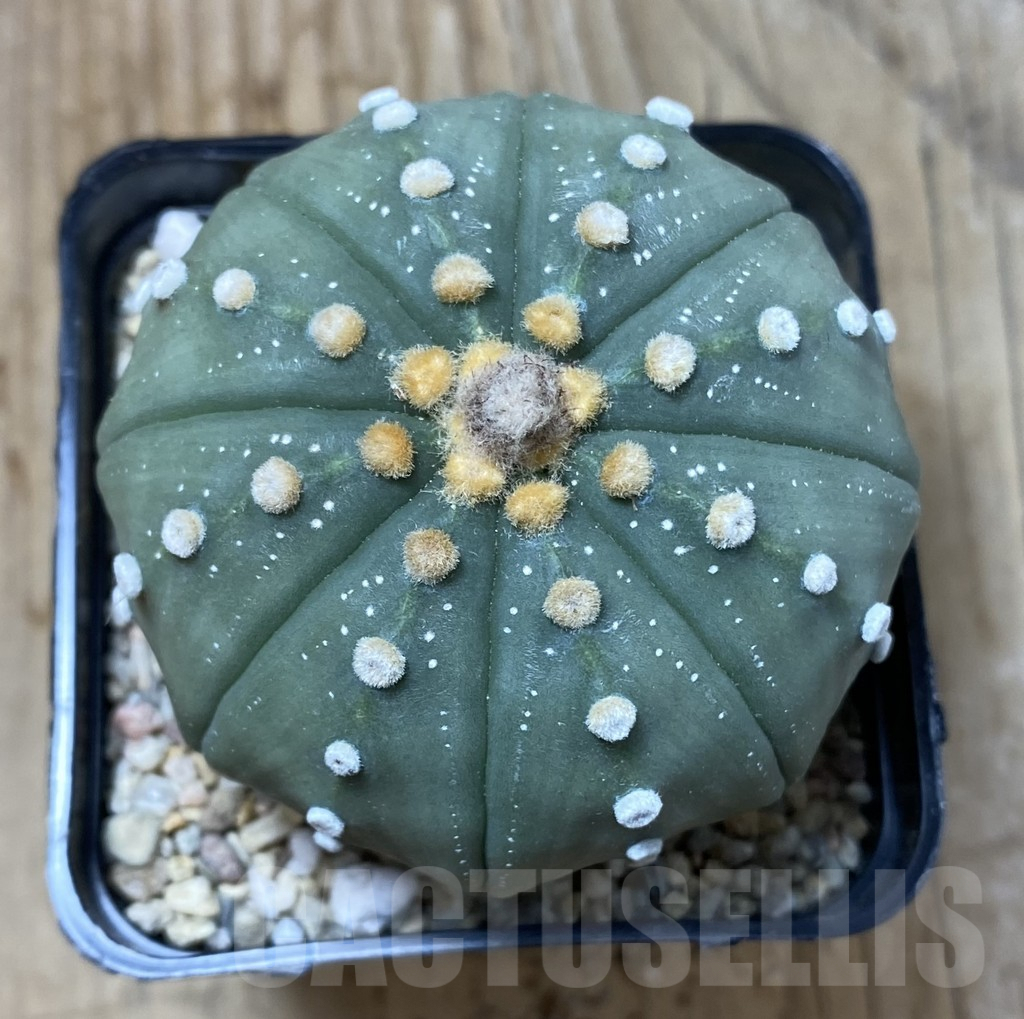 SHPR35499 Astrophytum asterias ‘Shinshowa’ - Obrázek 2