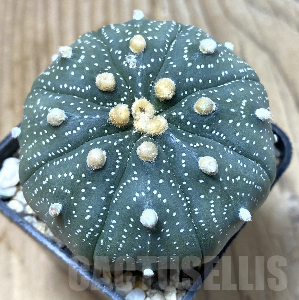SHPR35500 Astrophytum asterias ‘Shinshowa’