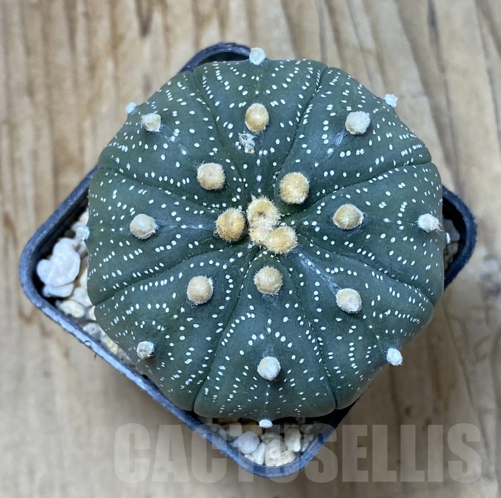 SHPR35500 Astrophytum asterias ‘Shinshowa’ - Obrázek 2