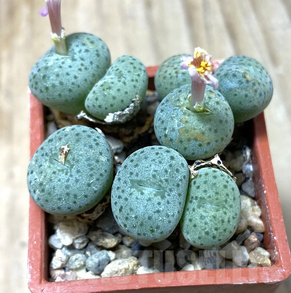 SHPR35487 Conophytum gratum jacobsenianum