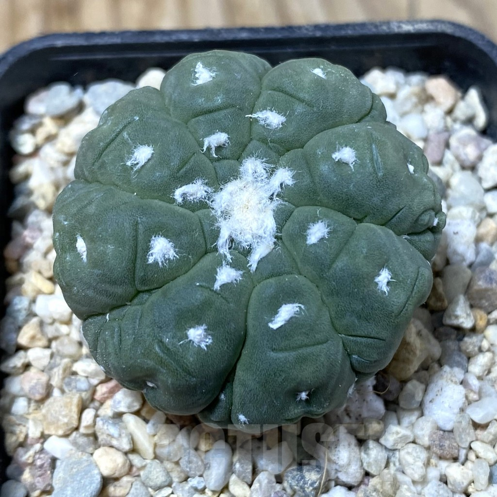 SHPR35502 Astrophytum asterias ‘Kikko Lizard Skin’