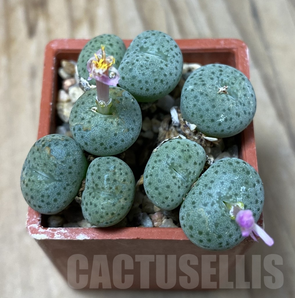 SHPR35487 Conophytum gratum jacobsenianum - Image 2