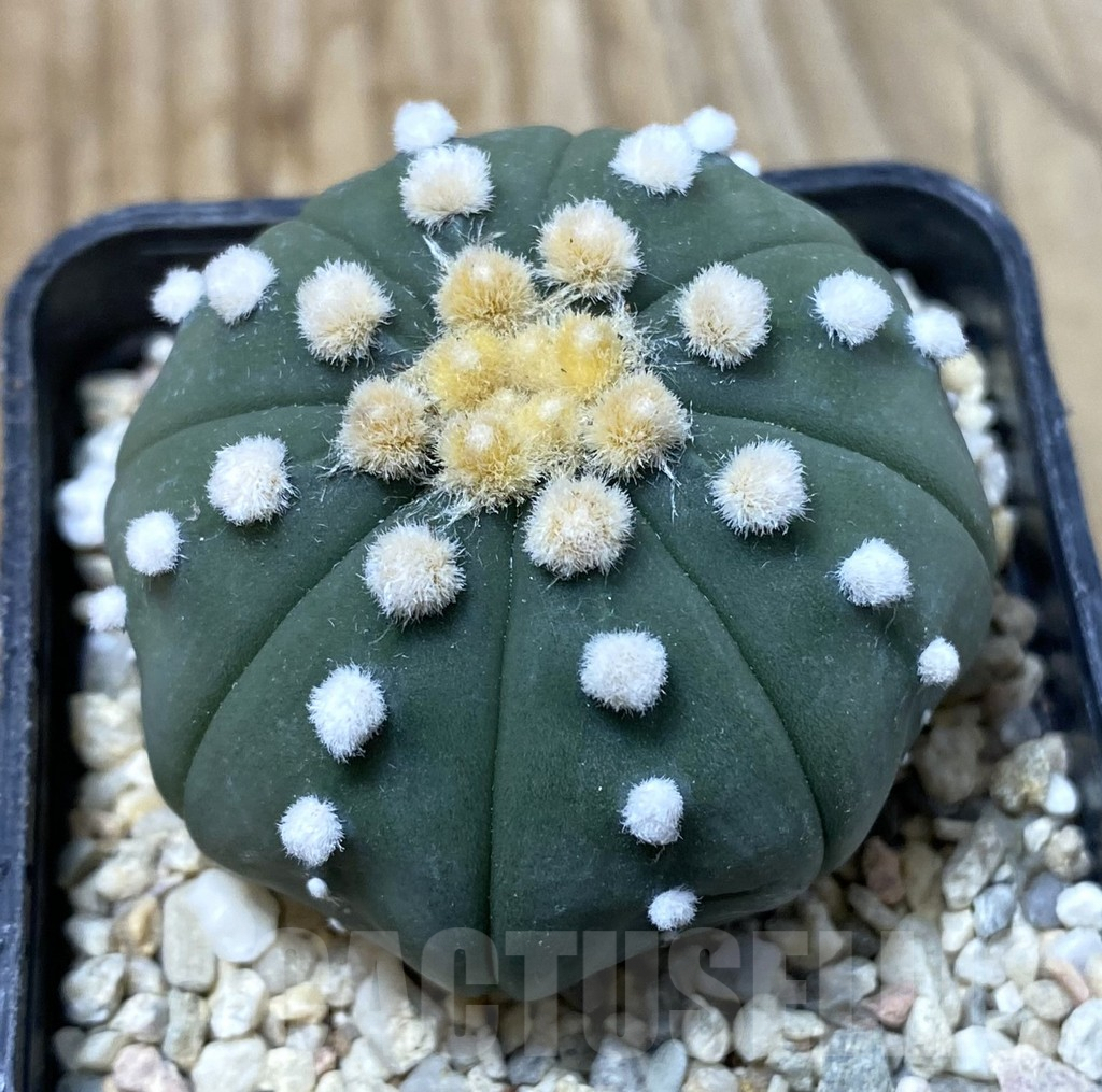 SHPR35506 Astrophytum asterias ‘Ooibo’