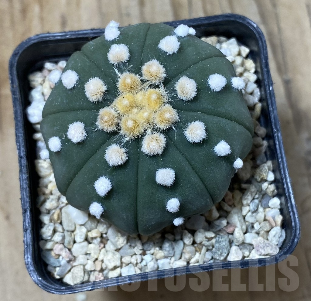 SHPR35506 Astrophytum asterias ‘Ooibo’ - 画像 (2)