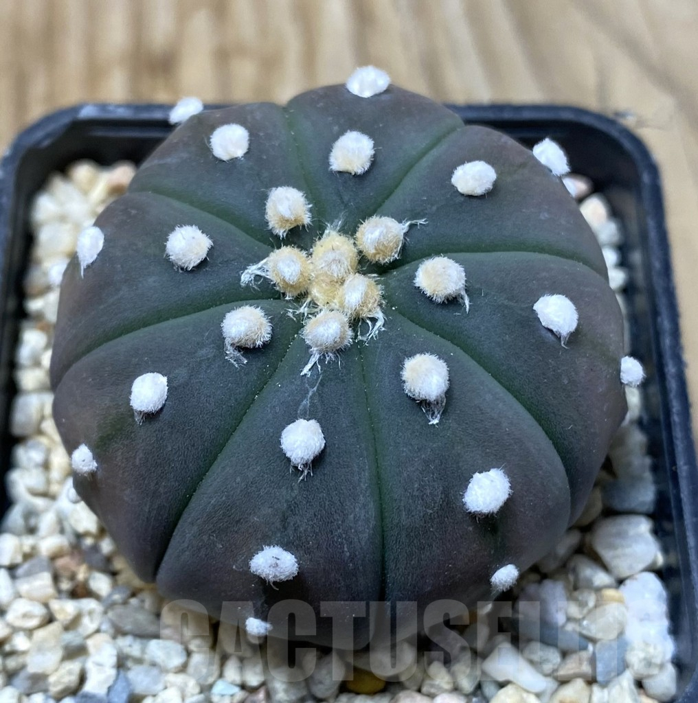 SHPR35507 Astrophytum asterias ‘Purple Skin’