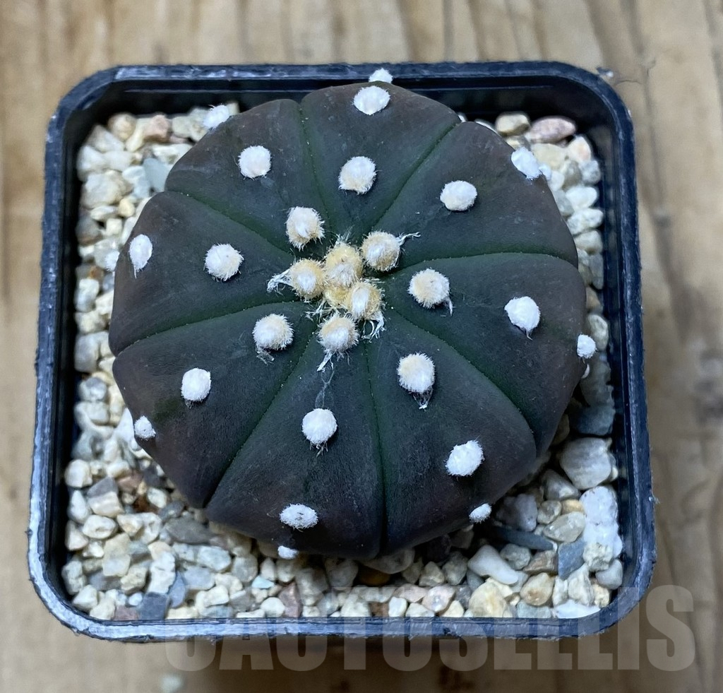 SHPR35507 Astrophytum asterias ‘Purple Skin’ - Obrázek 2