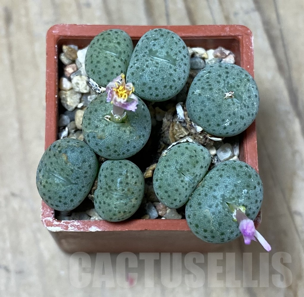 SHPR35487 Conophytum gratum jacobsenianum - Image 3