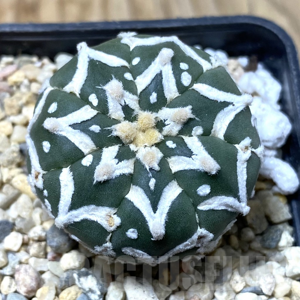 SHPR35509 Astrophytum asterias ‘Super kabuto’ V-type nudum