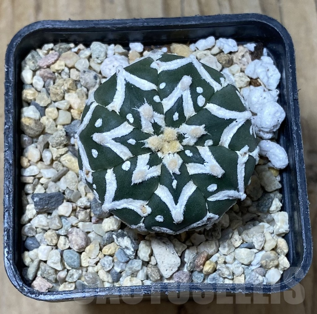 SHPR35509 Astrophytum asterias ‘Super kabuto’ V-type nudum - Зображення 2