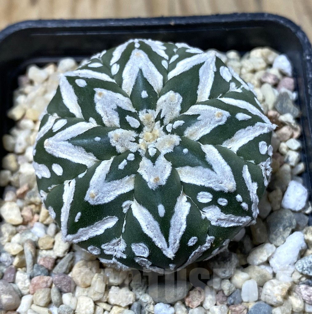 SHPR35510 Astrophytum asterias ‘Super kabuto’ V-type nudum