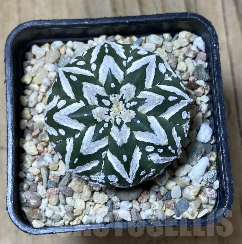 SHPR35510 Astrophytum asterias ‘Super kabuto’ V-type nudum – Image 2
