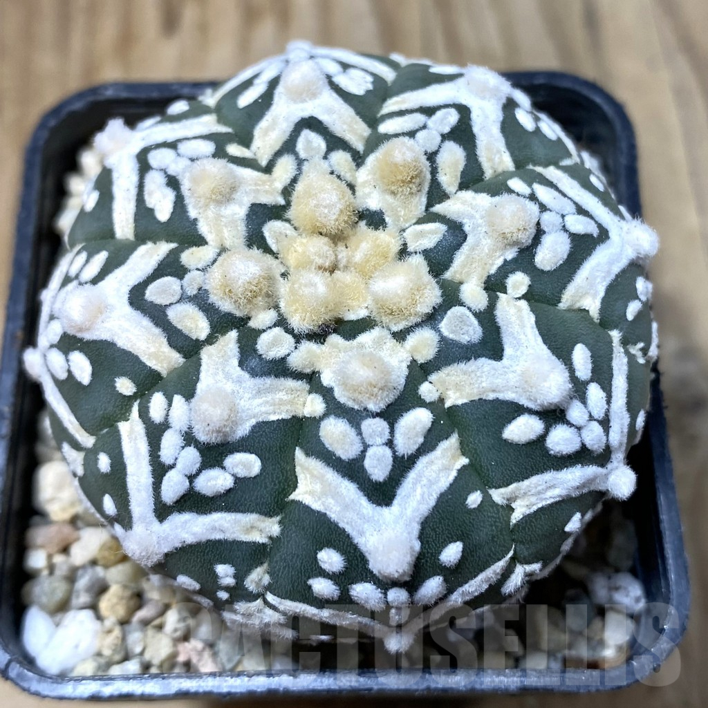 SHPR35511 Astrophytum asterias ‘Super kabuto’ V-type nudum