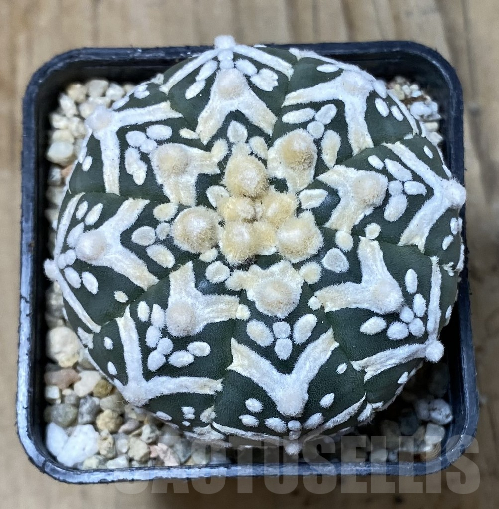 SHPR35511 Astrophytum asterias ‘Super kabuto’ V-type nudum – Image 2