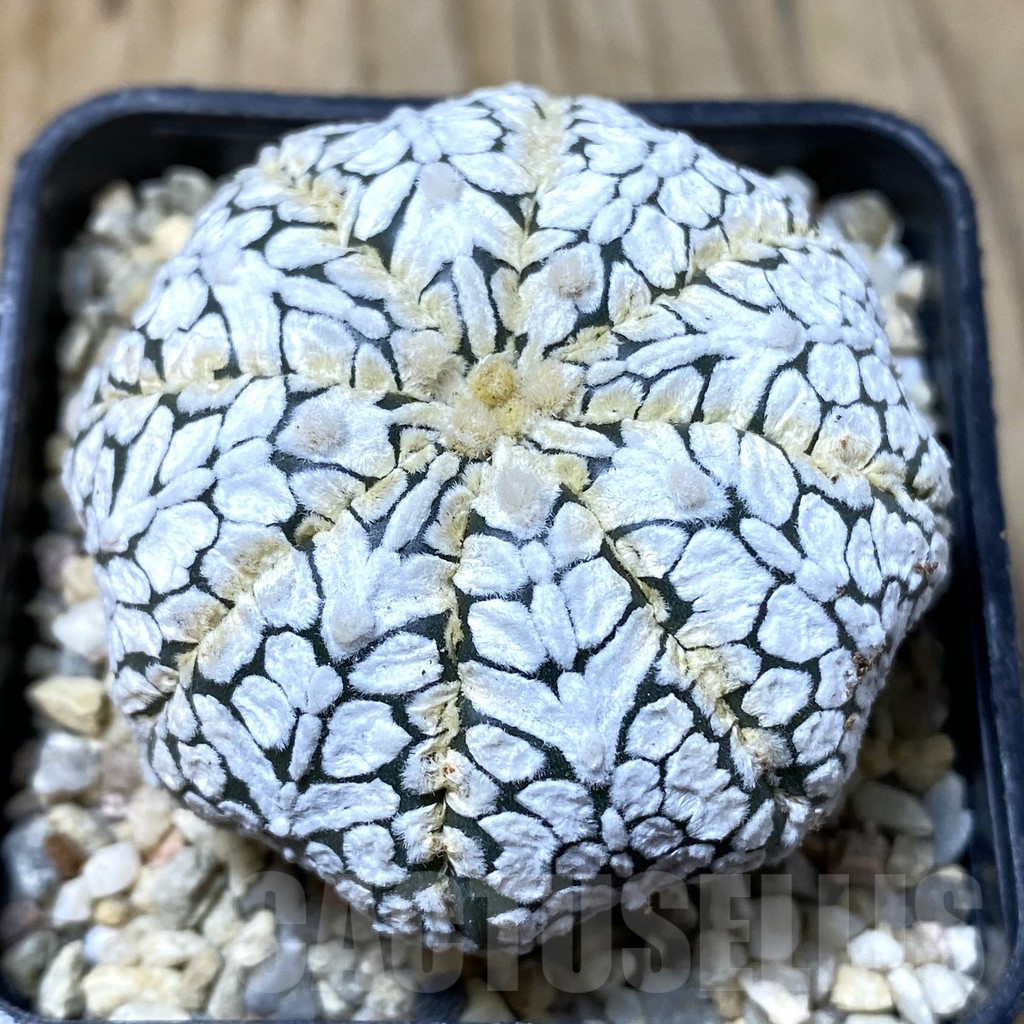 SHPR35512 Astrophytum asterias ‘Super kabuto’ V-type