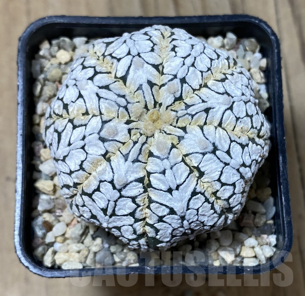 SHPR35512 Astrophytum asterias ‘Super kabuto’ V-type – Image 2
