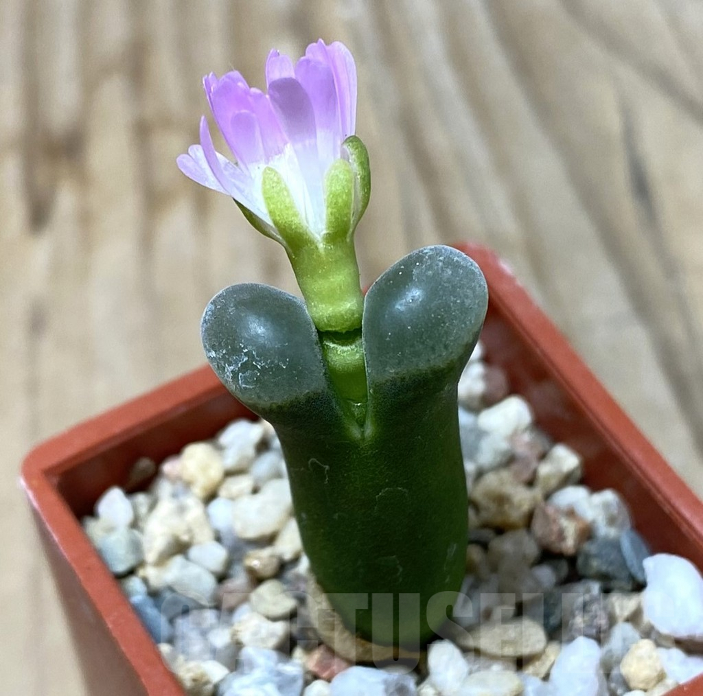 SHPR35488 Conophytum sp. COP 303-047 -Springbok-