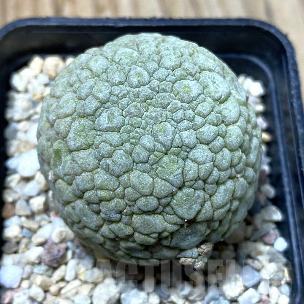 SHPR35518 Pseudolithos migiurtinus