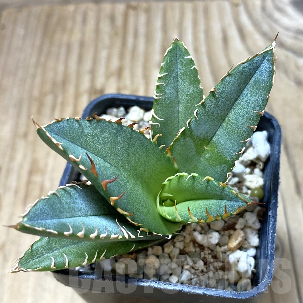SHPR35164 Agave oteroi GC6
