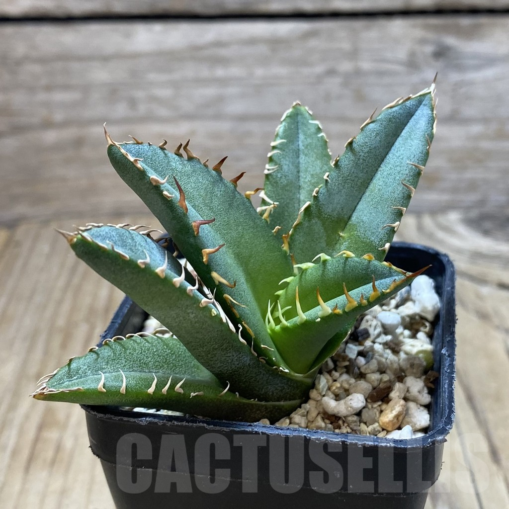 SHPR35164 Agave oteroi GC6 - Imagen 2