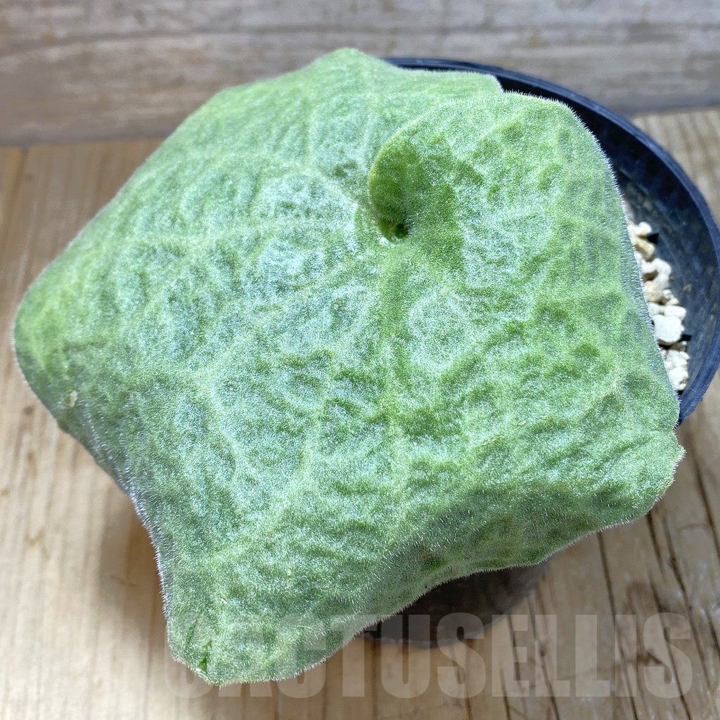 SHPR34256 Tylecodon singularis -Namibia-