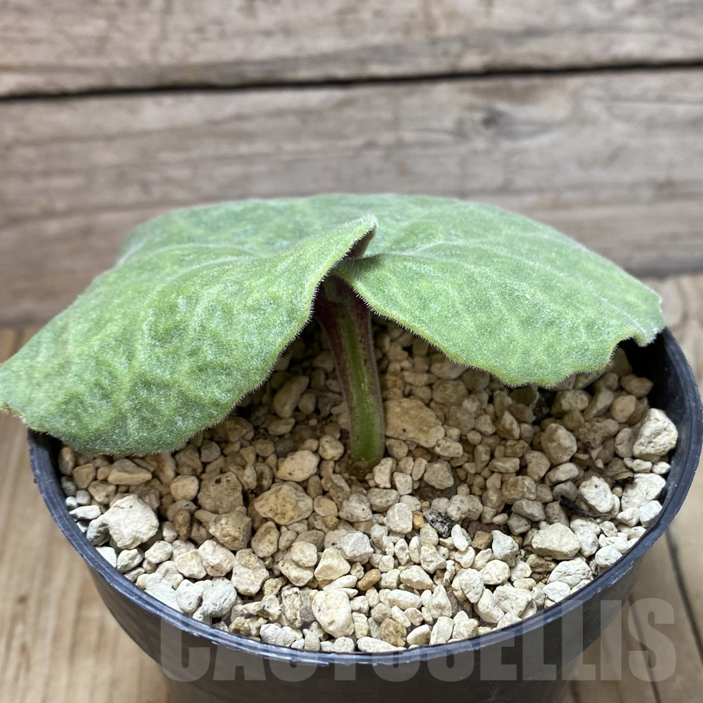 SHPR34256 Tylecodon singularis -Namibia- - immagine 2