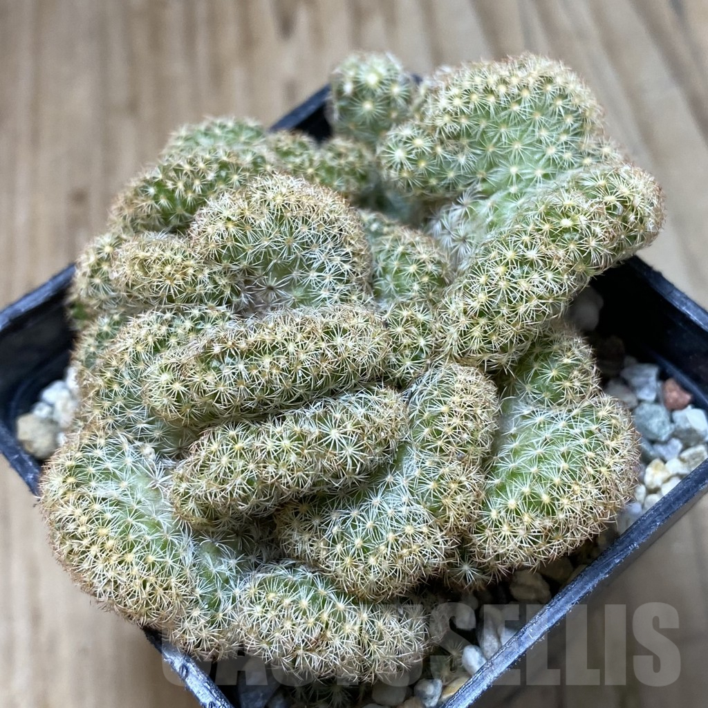 SHPR33520 Mammillaria elongata f.cristata clon 2 - Image 2