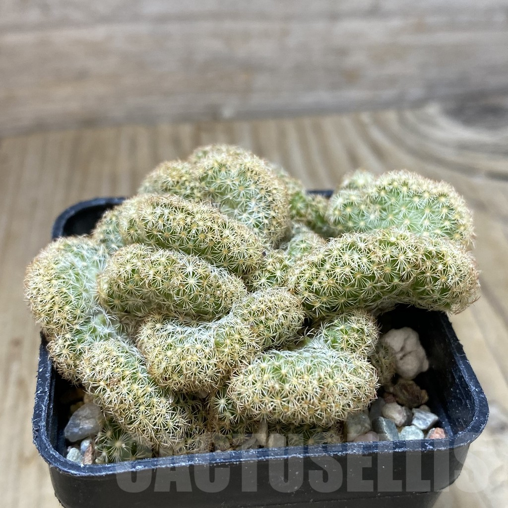 SHPR33520 Mammillaria elongata f.cristata clon 2 - Image 3