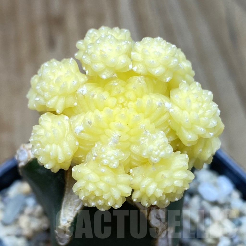 SH727 Aztekium valdezii f. variegata, grafted - Image 2