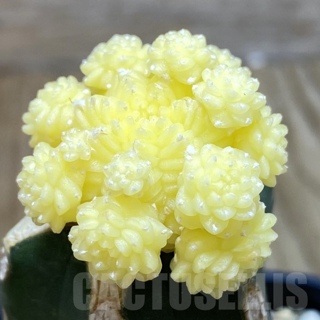 SH727 Aztekium valdezii f. variegata, grafted