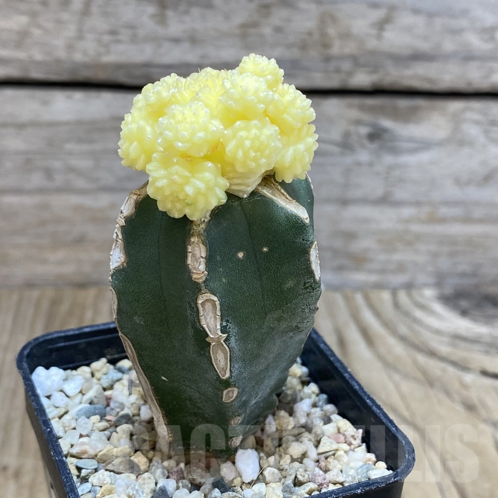 SH727 Aztekium valdezii f. variegata, grafted - Image 3