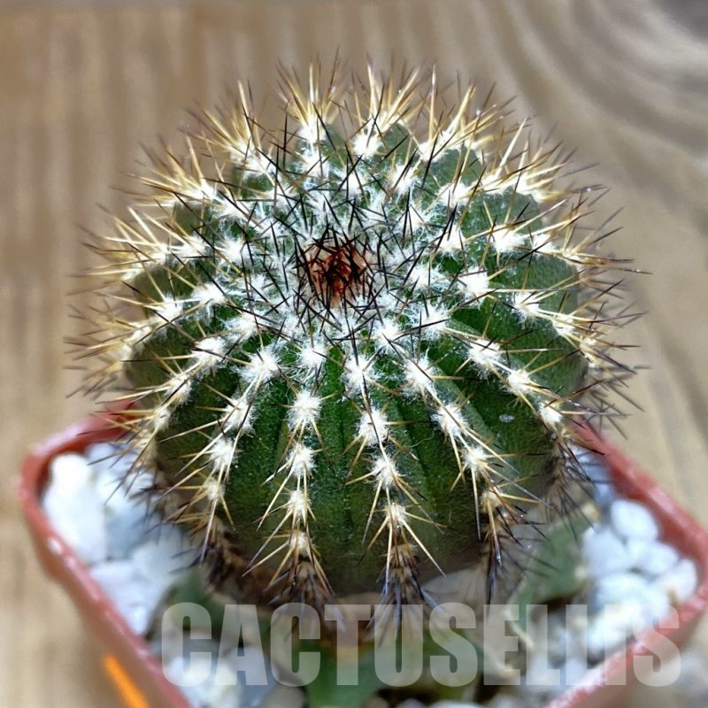 SH1372 Uebelmannia pectinifera v. multicostata R38, grafted