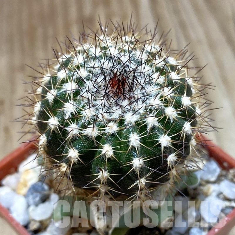 SH1373 Uebelmannia pectinifera v. crebispina R81, grafted