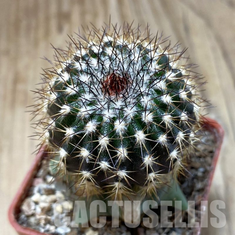 SH1378 Uebelmannia pectinifera v. crebispina R83, grafted